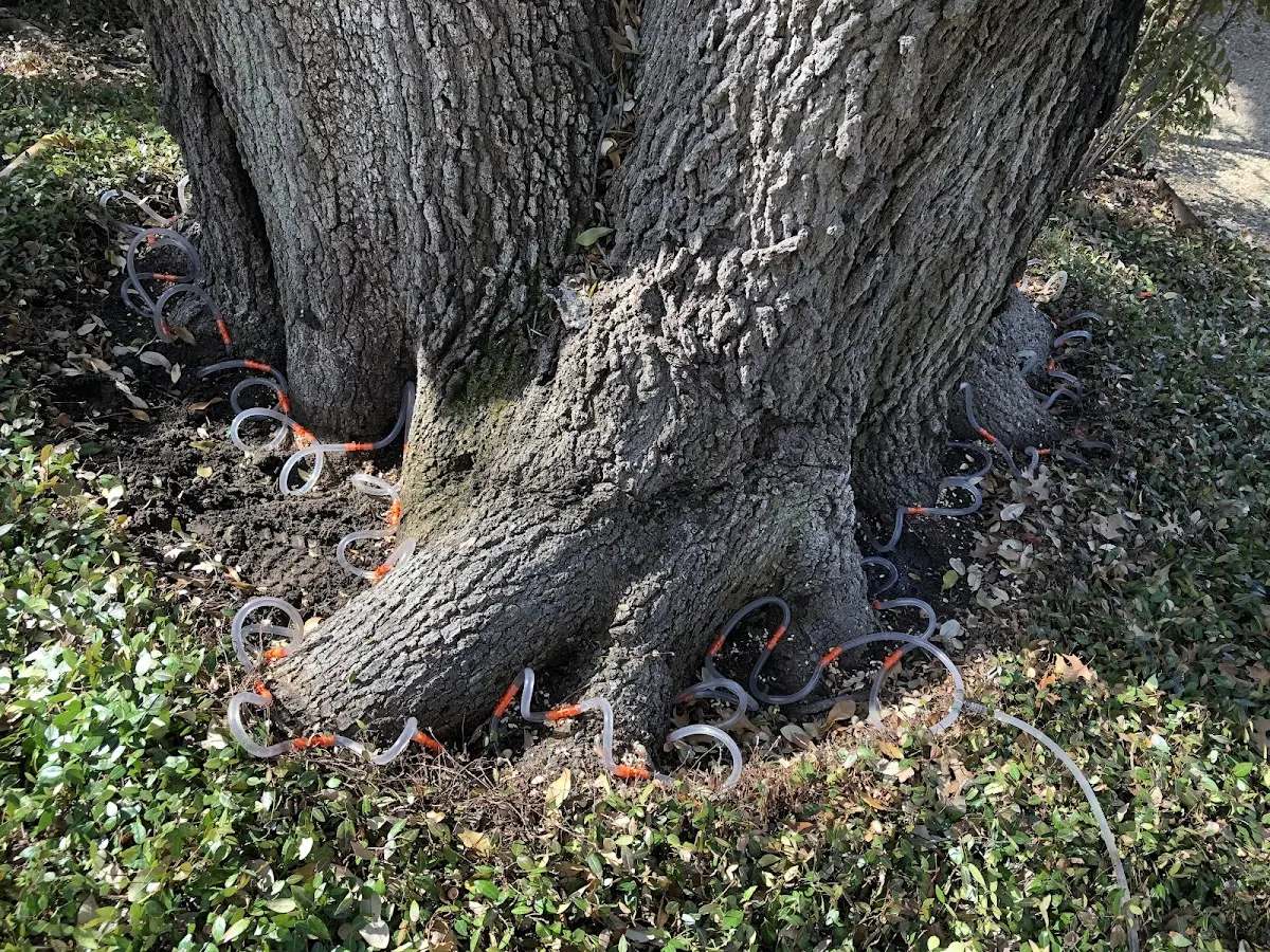 Detailed Tree Cabling and Bracing job site in La Grande